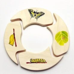 Cocoletes Butterfly Cycle