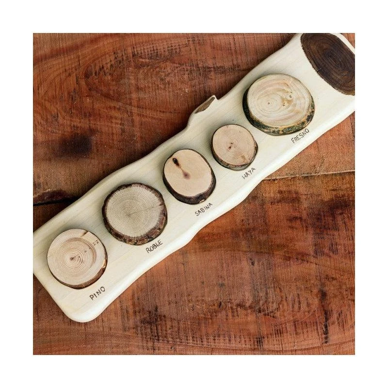 Cocoletes Truncus - English 3 Cocoletes Truncus - English