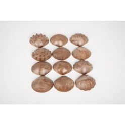 Eco Friendly Tactile Shells - Pack Of 36 -Little Dutch Store EDX Education Eco Friendly Tactile Shells Pack of 36 Toys Games 7