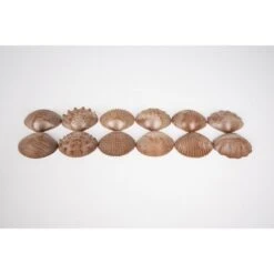 Eco Friendly Tactile Shells - Pack Of 36 -Little Dutch Store Eco Friendly Tactile Shells Pack of 36 10