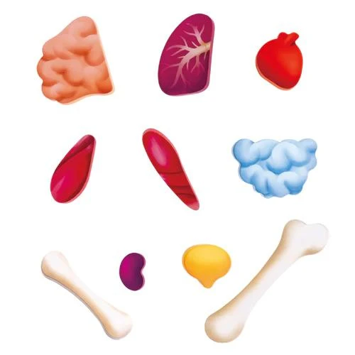 Hape Human Body Puzzle 6 Hape Human Body Puzzle - Image 4