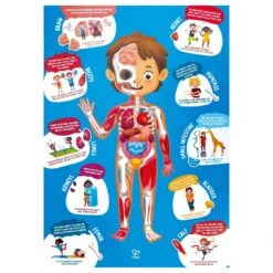 Hape Human Body Puzzle 11 Hape Human Body Puzzle -Little Dutch Store Hape Human Body Puzzle Puzzles 5