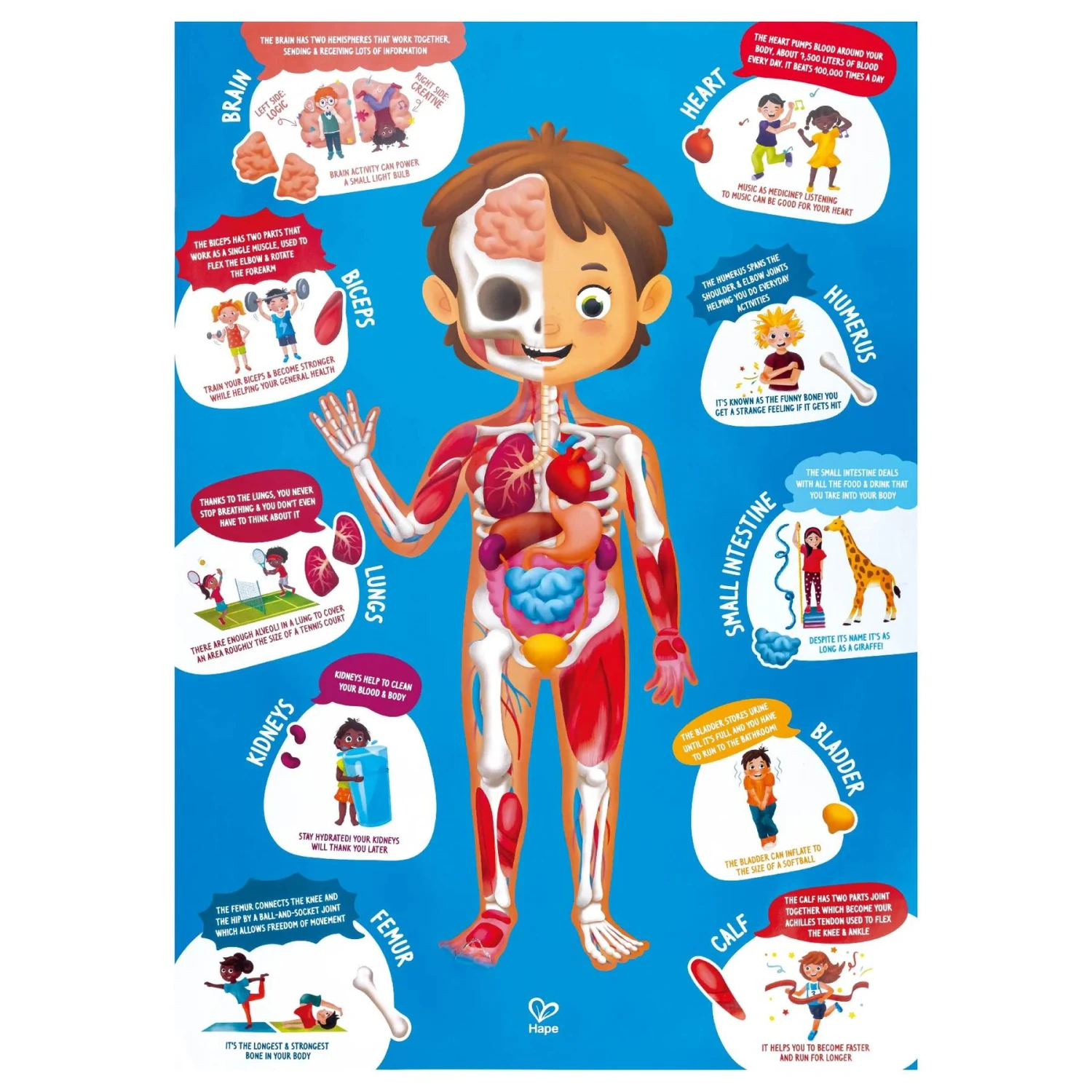 Hape Human Body Puzzle 7 Hape Human Body Puzzle - Image 5