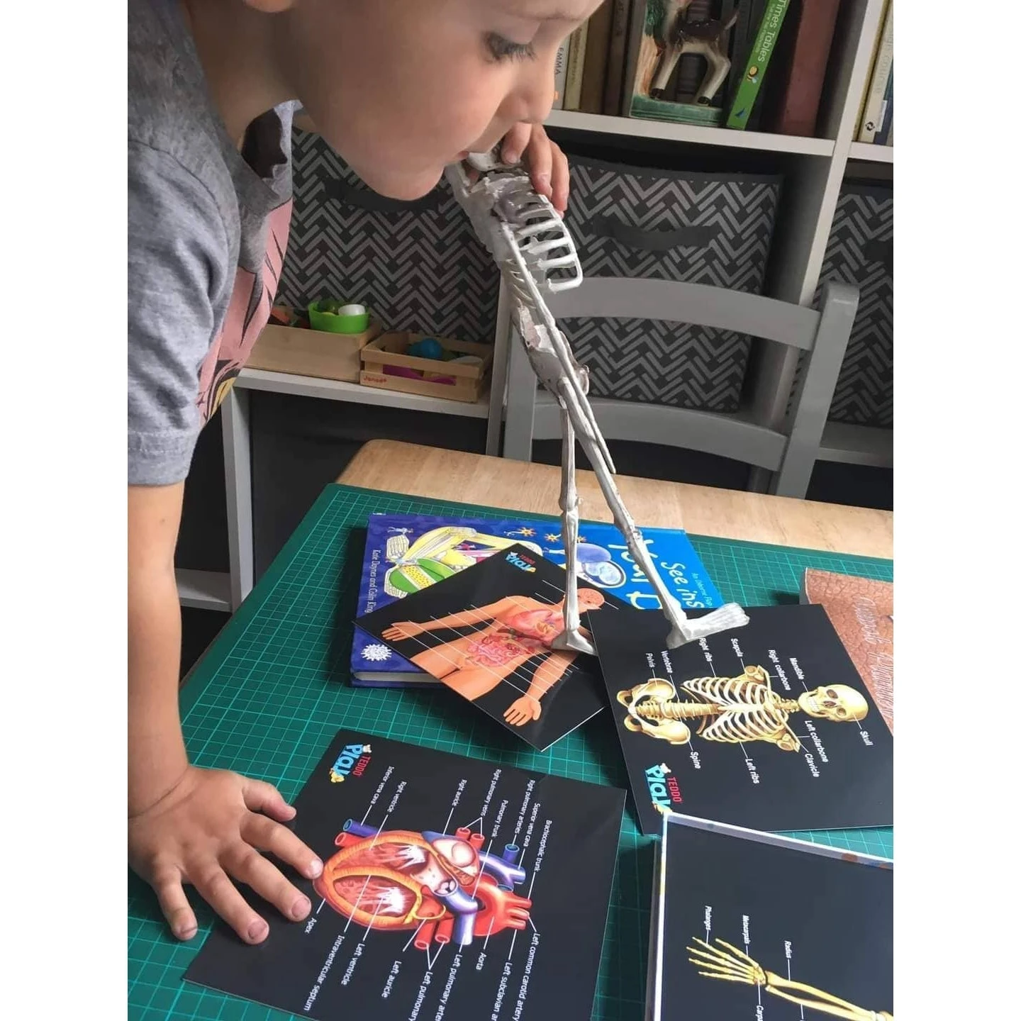 Teddo Play Our Bodies Inside And Out (Organs, Body Parts And Skeleton) - Set Of 40 Educational Learning Cards 4 Teddo Play Our Bodies Inside And Out (Organs, Body Parts And Skeleton) - Set Of 40 Educational Learning Cards - Image 2