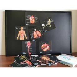 Teddo Play Our Bodies Inside And Out (Organs, Body Parts And Skeleton) - Set Of 40 Educational Learning Cards 10 Teddo Play Our Bodies Inside And Out (Organs, Body Parts And Skeleton) - Set Of 40 Educational Learning Cards -Little Dutch Store Teddo Play Teddo Play Our Bodies Inside and Out Organs Body Parts and Skeleton Set of 40 Educational Learning Cards 3