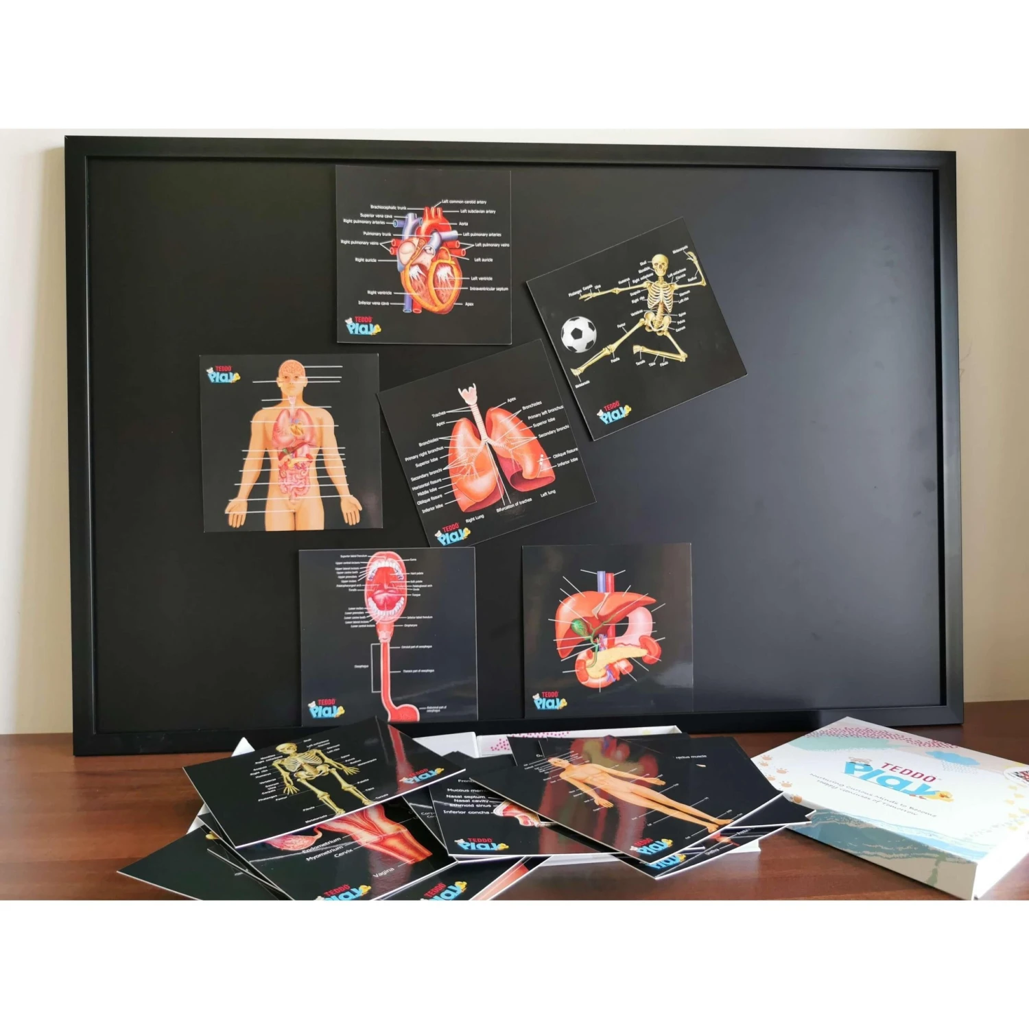 Teddo Play Our Bodies Inside And Out (Organs, Body Parts And Skeleton) - Set Of 40 Educational Learning Cards 5 Teddo Play Our Bodies Inside And Out (Organs, Body Parts And Skeleton) - Set Of 40 Educational Learning Cards - Image 3