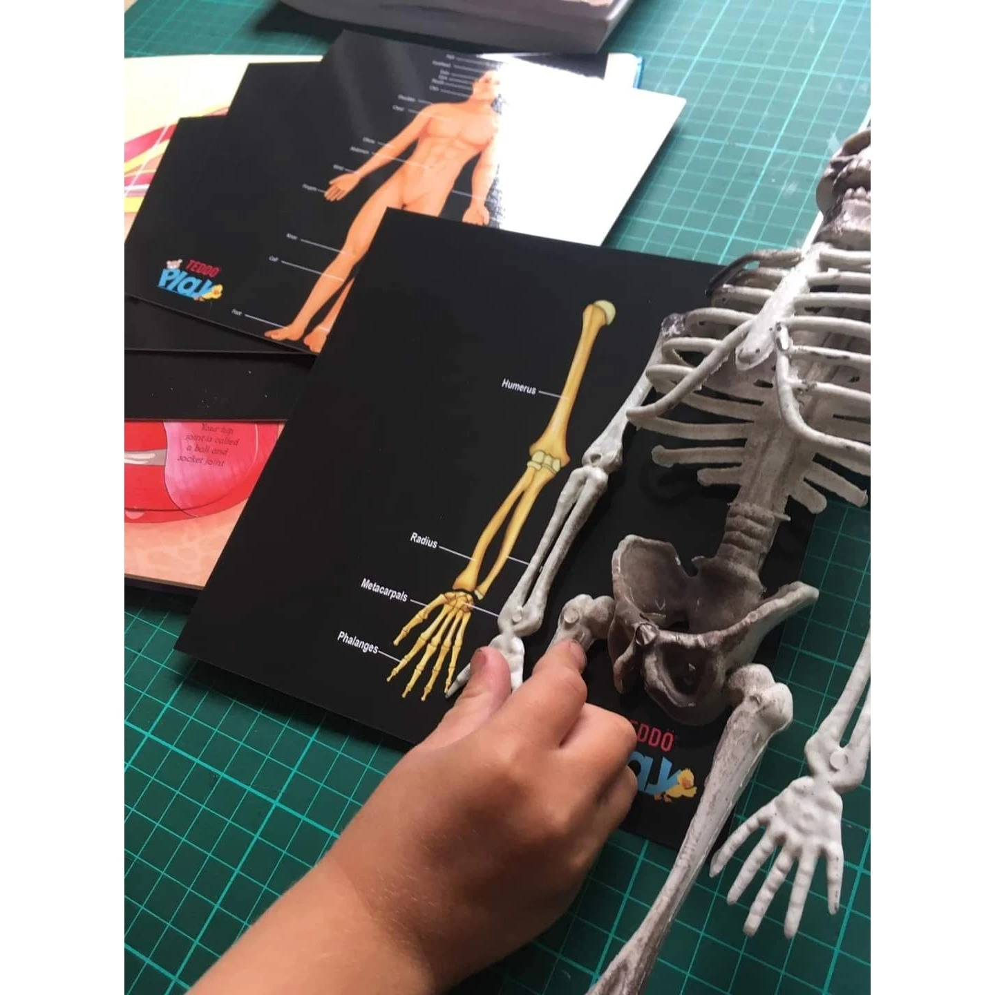 Teddo Play Our Bodies Inside And Out (Organs, Body Parts And Skeleton) - Set Of 40 Educational Learning Cards 6 Teddo Play Our Bodies Inside And Out (Organs, Body Parts And Skeleton) - Set Of 40 Educational Learning Cards - Image 4