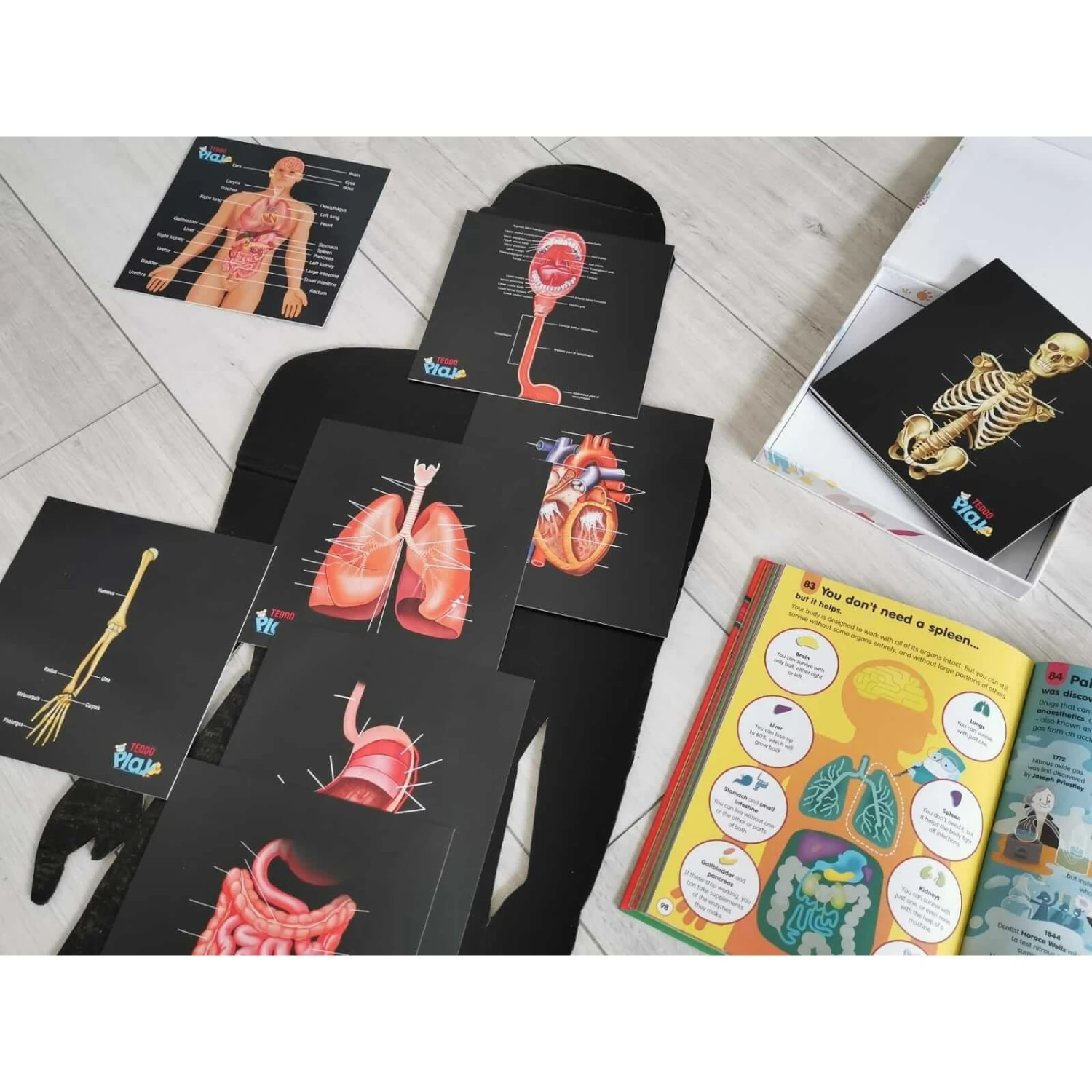 Teddo Play Our Bodies Inside And Out (Organs, Body Parts And Skeleton) - Set Of 40 Educational Learning Cards 3 Teddo Play Our Bodies Inside And Out (Organs, Body Parts And Skeleton) - Set Of 40 Educational Learning Cards