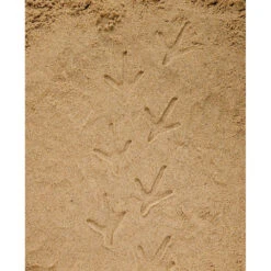 Let's Investigate - Farmyard Footprints -Little Dutch Store Yellow Door Lets Investigate Farmyard Footprints 6